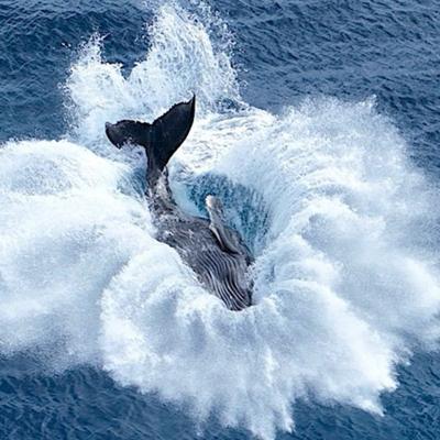 Hawaii - Whale